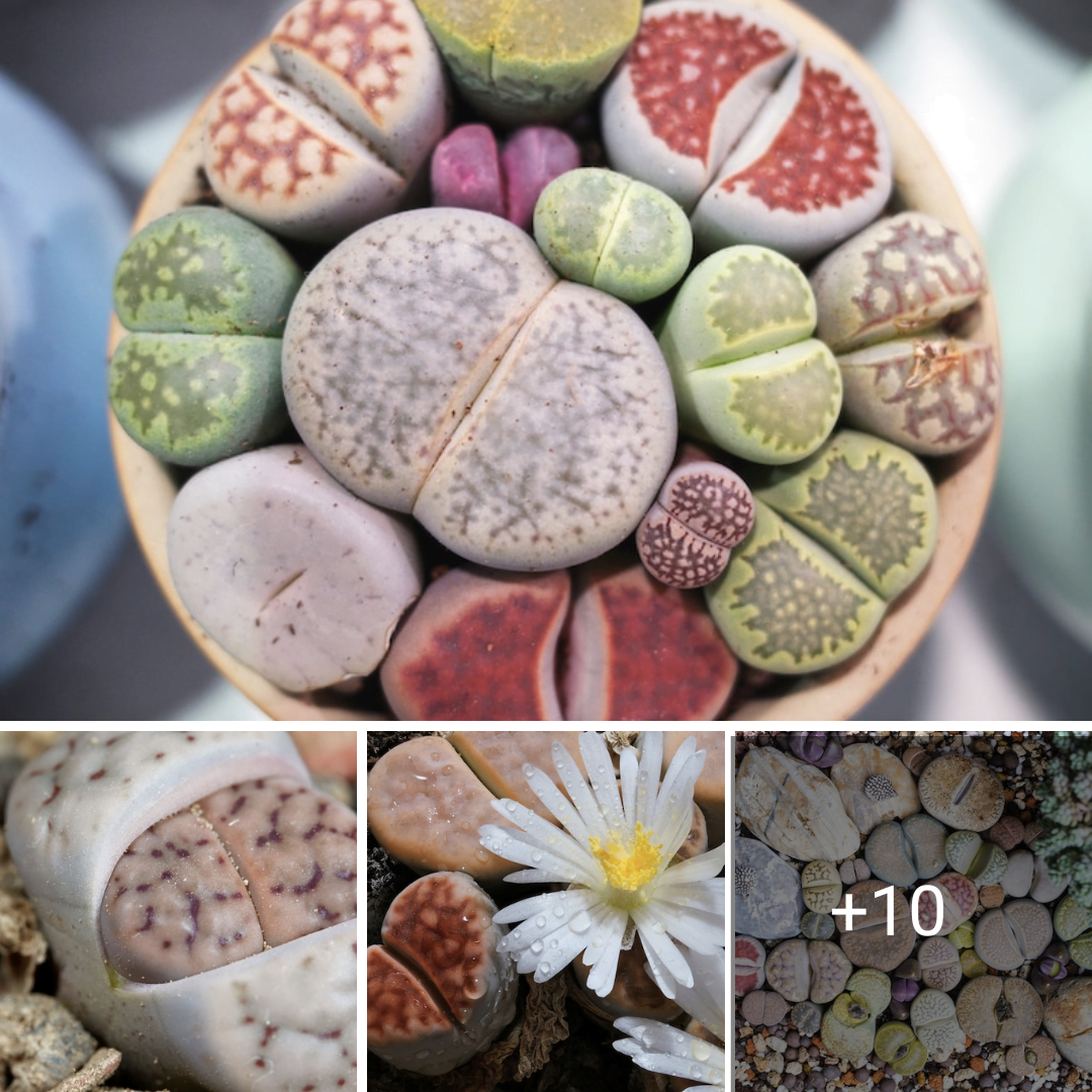 Colorful South African Succulents Have Evolved To Look Like Real Stones