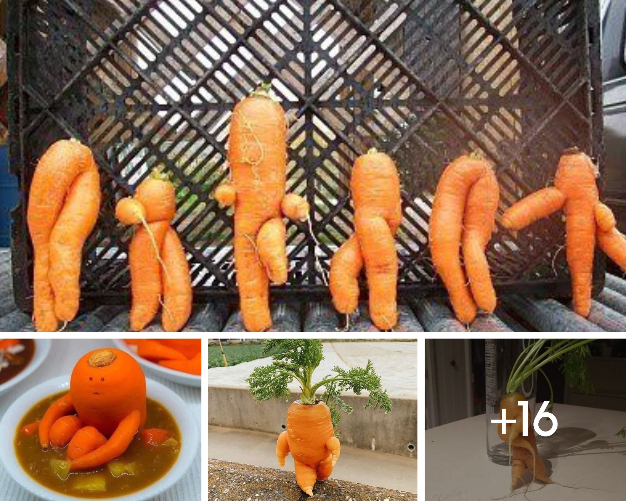 Carrots: A Curious Resemblance to the Human Form - Daily Viral