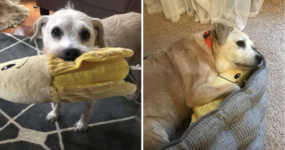 20YearOld Dog Can't Sleep Without Cuddling Her Stuffed Banana Daily