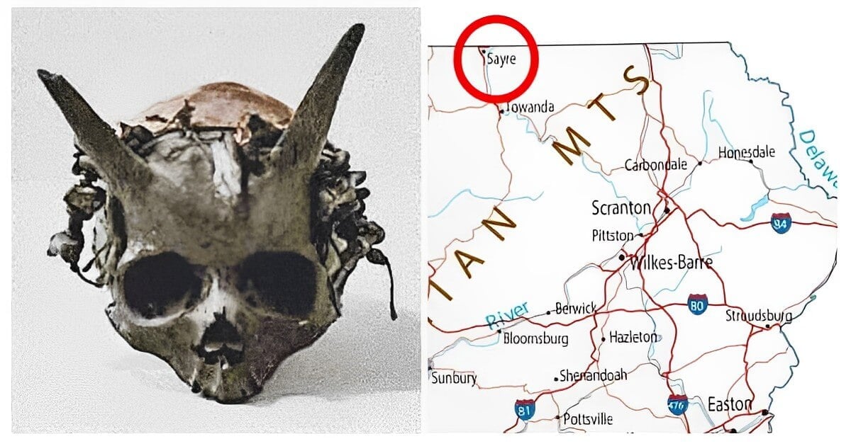 Archaeological Dig In Sayre Uncovers Prehistoric Skull With "Horns