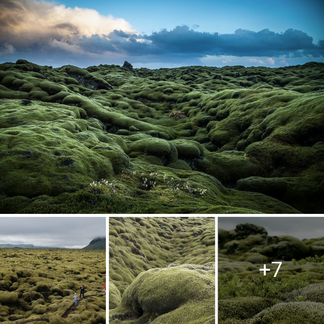 The Mossy Lava Fields Of Iceland - Daily Viral