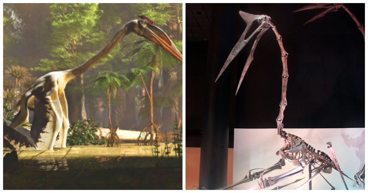 New Fossil Studies Provide Fresh Insight into Unique of