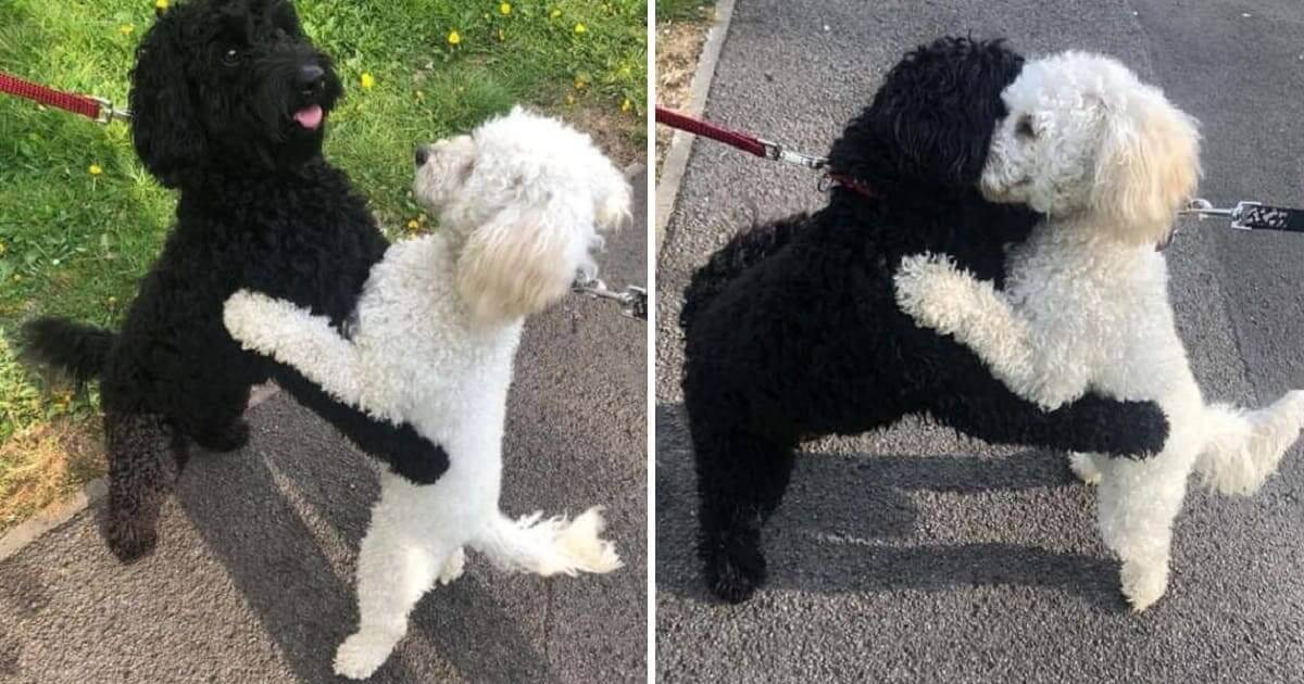 Dog Siblings Separated As Puppies Meet On Street And Recognize Each