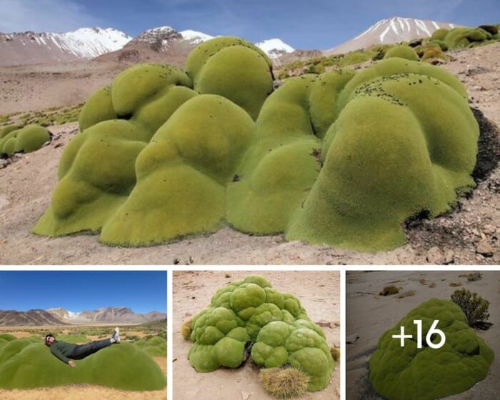 Unveiling the Enigma: The Intriguing Lime-Green Blobs in Nature - Daily ...