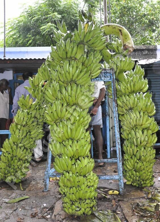 Exploring the World's Longest Banana Chamber: A Fascinating Journey ...