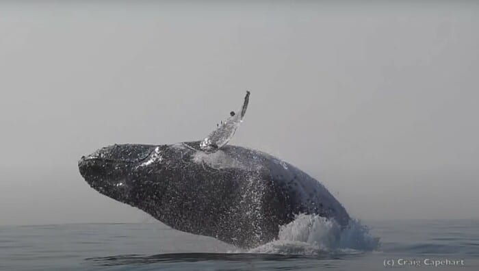 Ton Humpback Whale Spotted Breaching Completely Out Of The Water Off The Coast Of Mbotyi