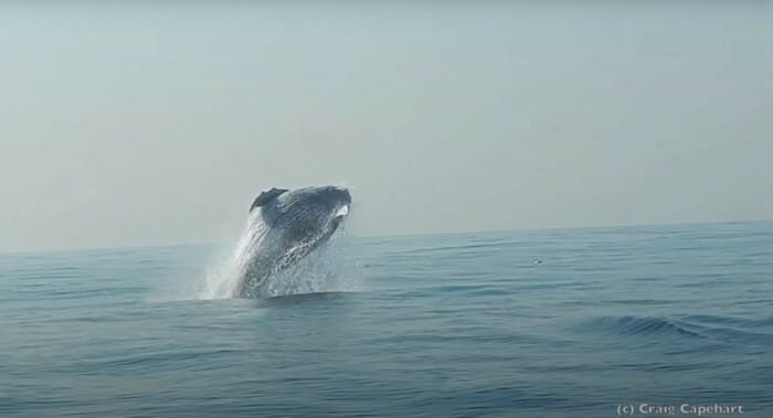 Ton Humpback Whale Spotted Breaching Completely Out Of The Water Off The Coast Of Mbotyi