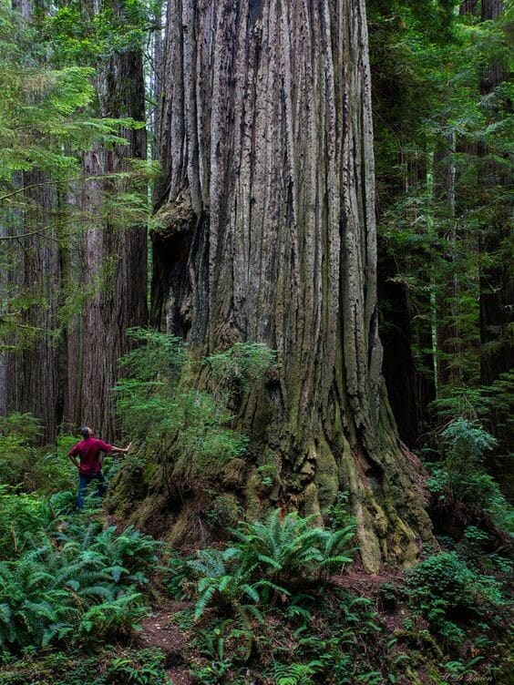 Giants Of The Forest: Exploring The Majestic Coast Redwoods - Daily Viral