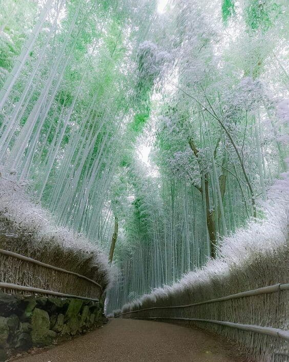 The Enchanting Bamboo Forest of Arashiyama: A Tranquil Retreat in Kyoto ...