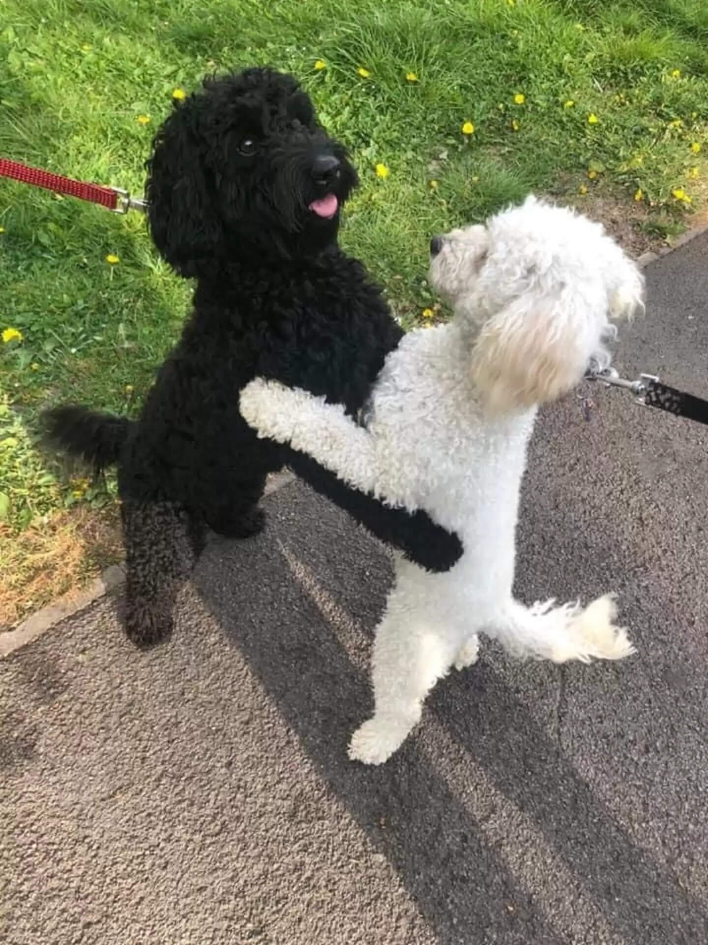 Canine Brothers and Sisters Separated in Youth Reunite on the Road and