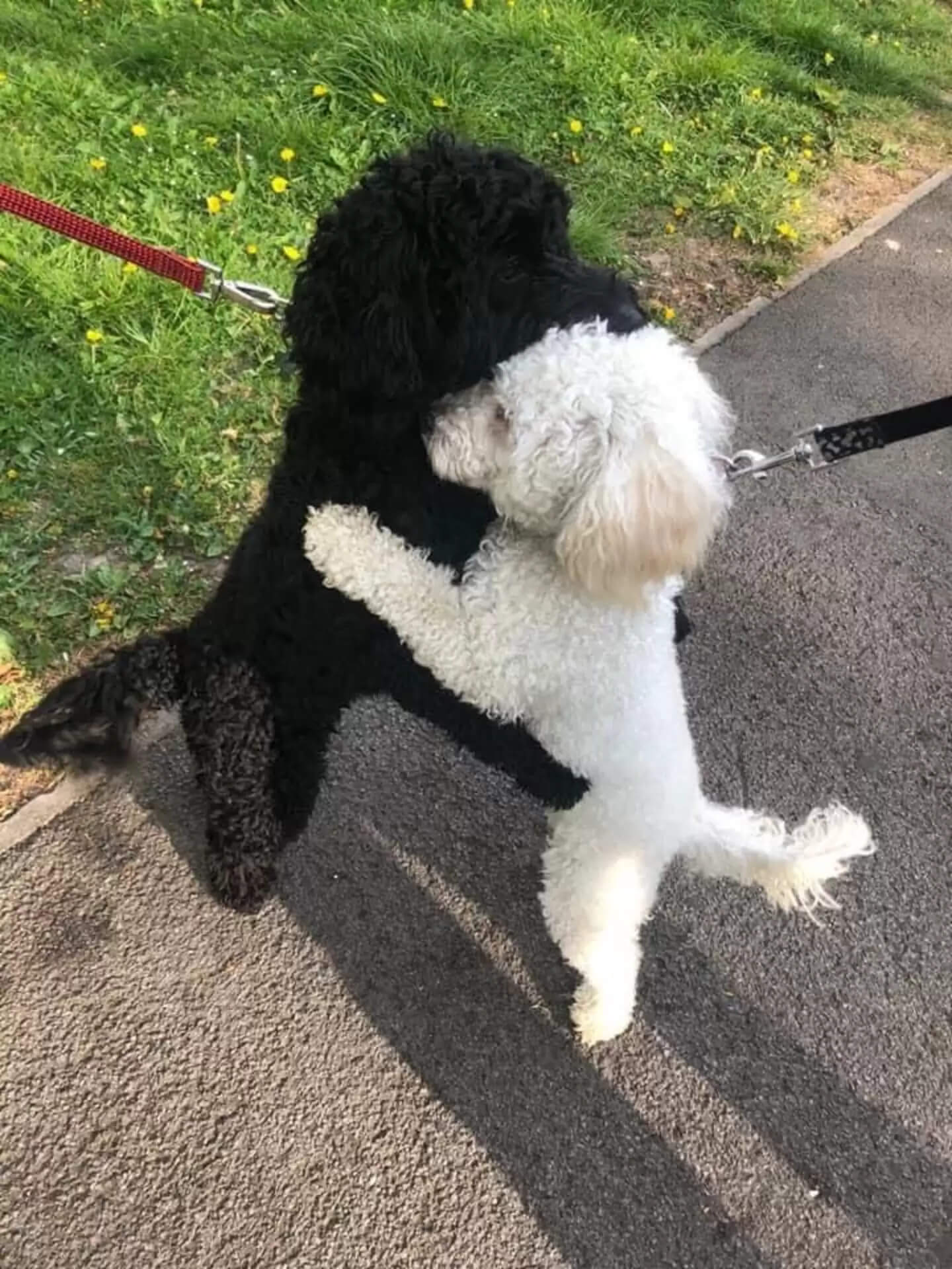 Dog Siblings Separated As Puppies Meet On Street And Recognize Each