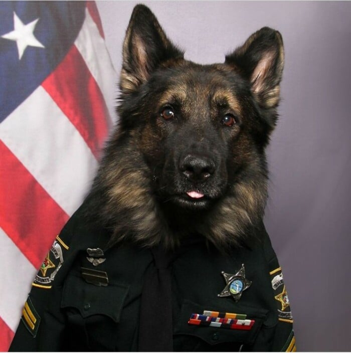 Meet Chico, A Handsome Police Dog In Full Uniform For His K9 Official Badge Photo Daily Viral