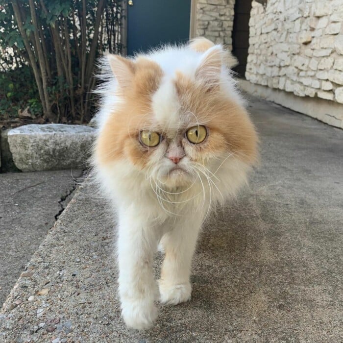 Meet Louis, The Moody Persian Is Being Dubbed The New Grumpy Cat ...