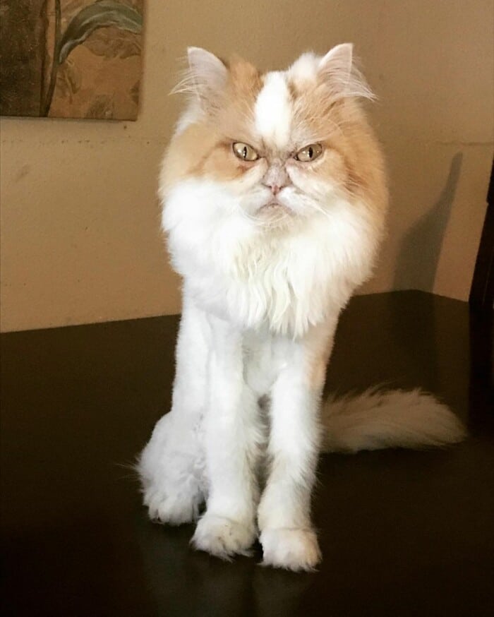 Introducing Louis, The Persian Feline With A Moody Personality Taking ...