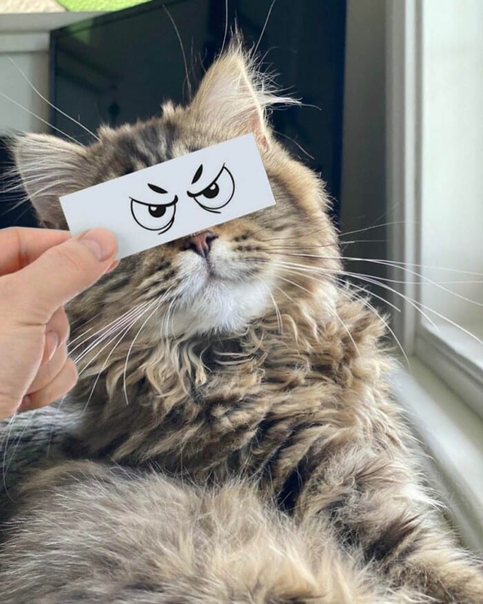 Guy Puts Funny Face Cutouts Over His Cats To Make Them Look Hilariously