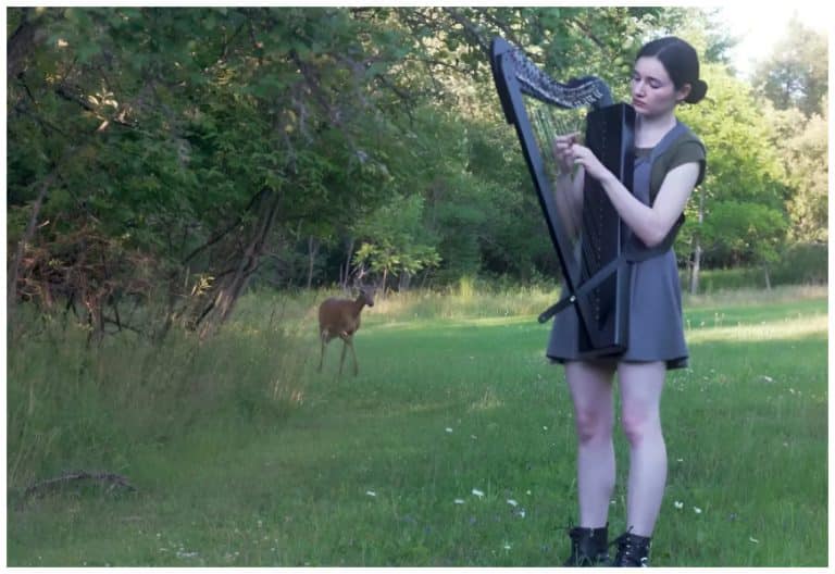 When Harp Music Enchants Deer In Heartwarming Scene