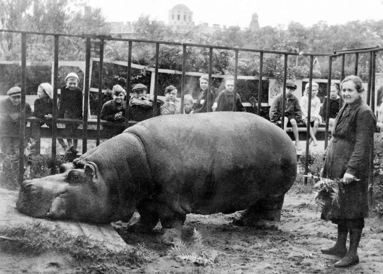 How Belle The Hippo Survived Thanks To Her Caretaker During The Siege Of Leningrad