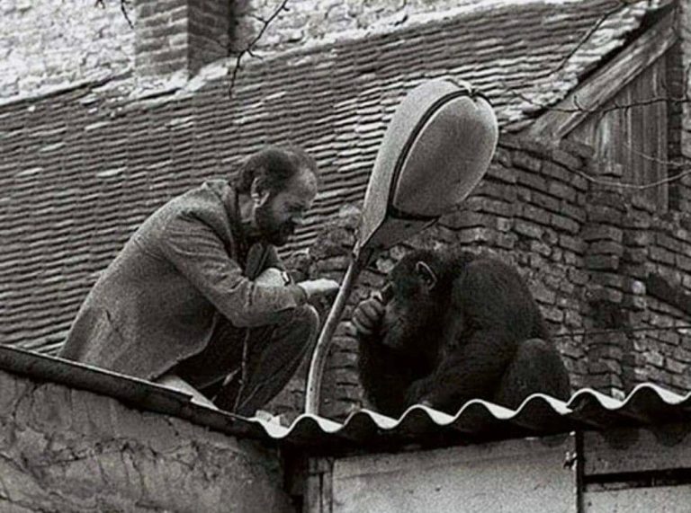 Interesting Story Behind The Photo Of A Man Negotiating With A Runaway Chimp