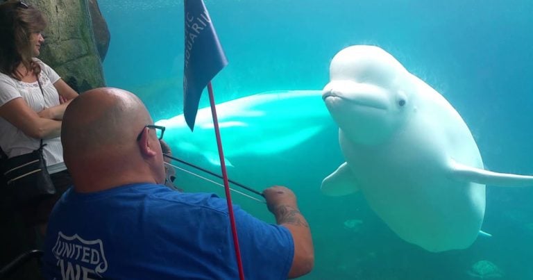 A Man Plays Violin For Beluga Whale, And What Happened Next Amazed Everyone!