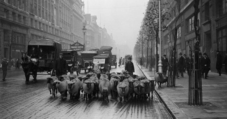 Vintage Photos Reveal Sheep Roaming The Streets In Big Cities, 1800s-1900s