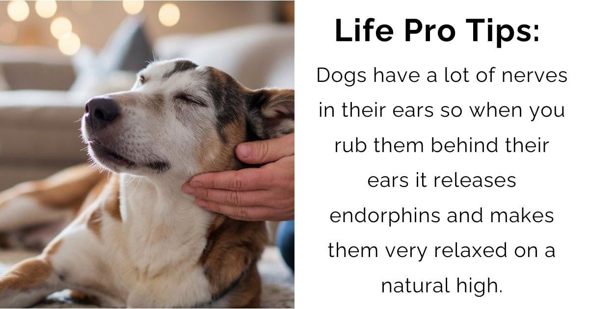 How Rubbing Your Dog’s Ears Can Turn Them Into a Relaxed, Happy Pup