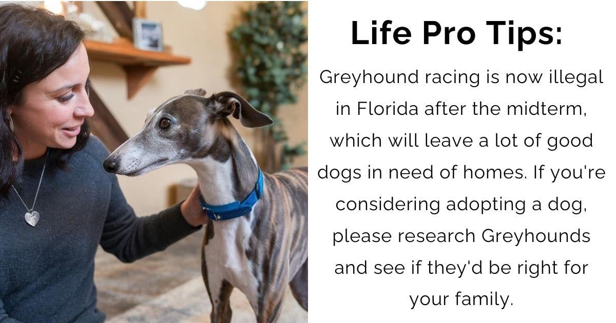 Adopt the Track Star: Welcome a Greyhound Into Your Life